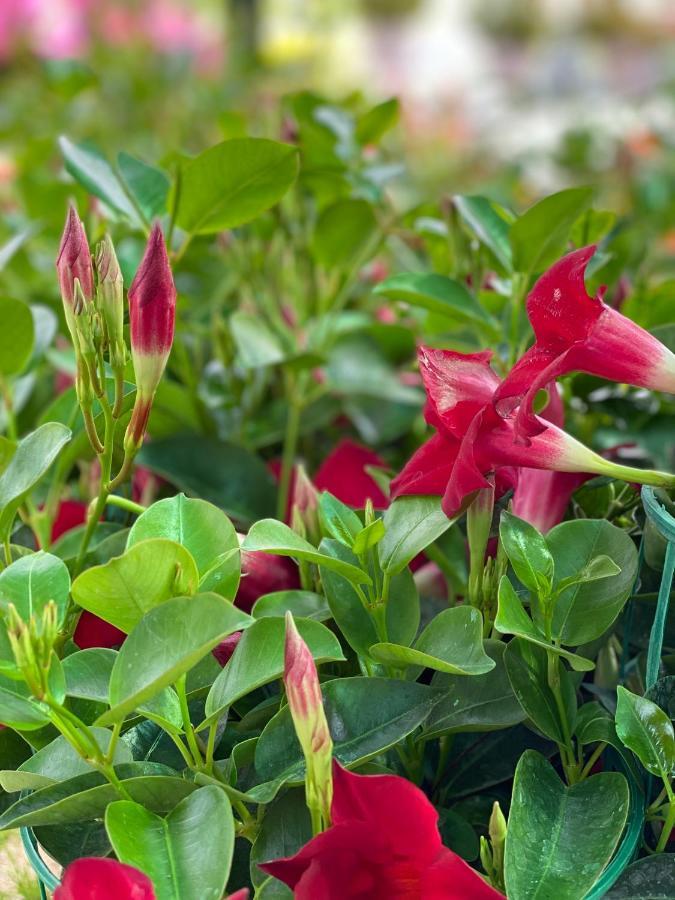 דירות רומא Ada'S Garden House מראה חיצוני תמונה